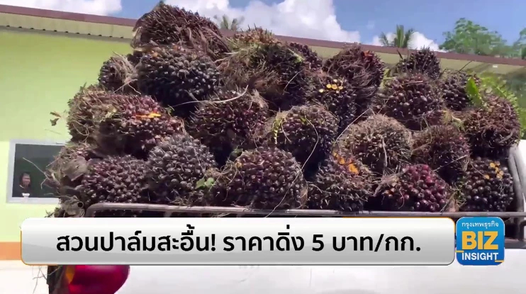 สวนปาล์มสะอื้น! ราคาดิ่ง 5 บาท/กิโลกรัม