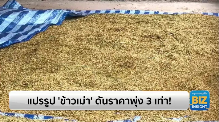 แปรรูป ‘ข้าวเม่า’ ดันราคาพุ่ง 3 เท่า!!!
