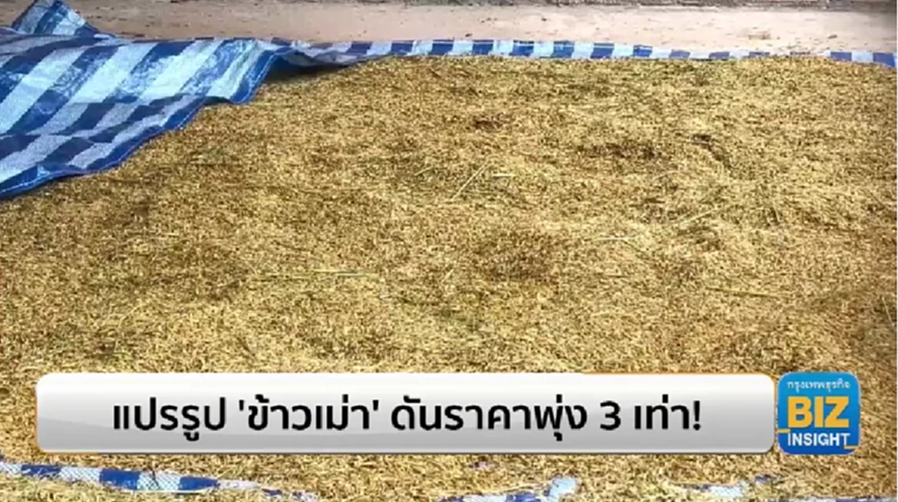 แปรรูป ‘ข้าวเม่า’ ดันราคาพุ่ง 3 เท่า!!!