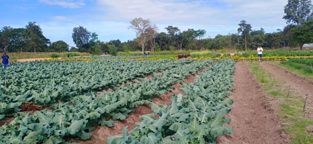สศก. แนะเกษตรกรปลูกพืชผักอายุสั้นหลังน้ำลด ผลตอบแทนดี มีตลาดรองรับ