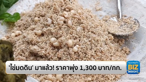 ‘ไข่มดดิน’ มาแล้ว! ราคาพุ่ง 1,300 บาท/กก.