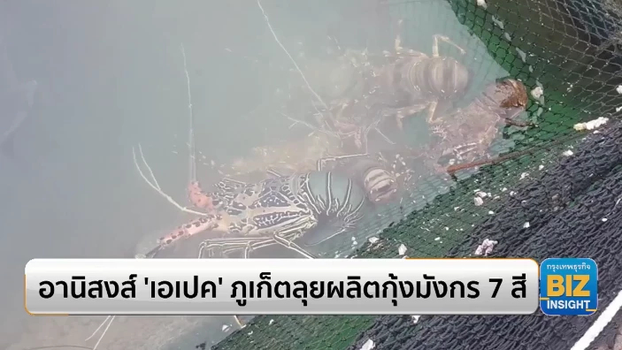 อานิสงส์ 'เอเปค' ภูเก็ตลุยผลิตกุ้งมังกร 7 สี