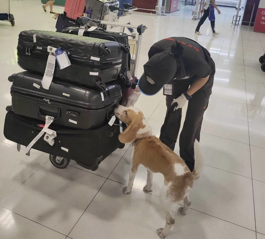 “สารวัตรบีเกิ้ล” ด่านสุวรรณภูมิตรวจพบค้างคาวรมควันซุกในสัมภาระ