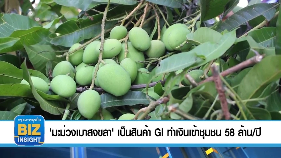 'มะม่วงเบาสงขลา'​ เป็นสินค้า GI ทำเงินเข้า​ชุมชน ​58 ล้าน/ปี   