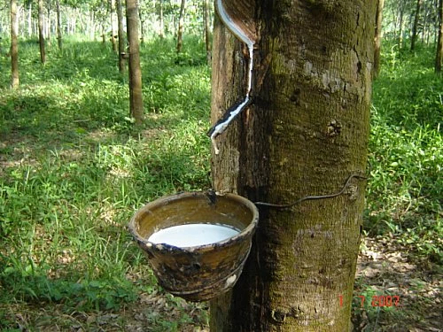 ราคายางพารา (การยางแห่งประเทศไทย) ประจำวันที่ 26 ธันวาคม 2565