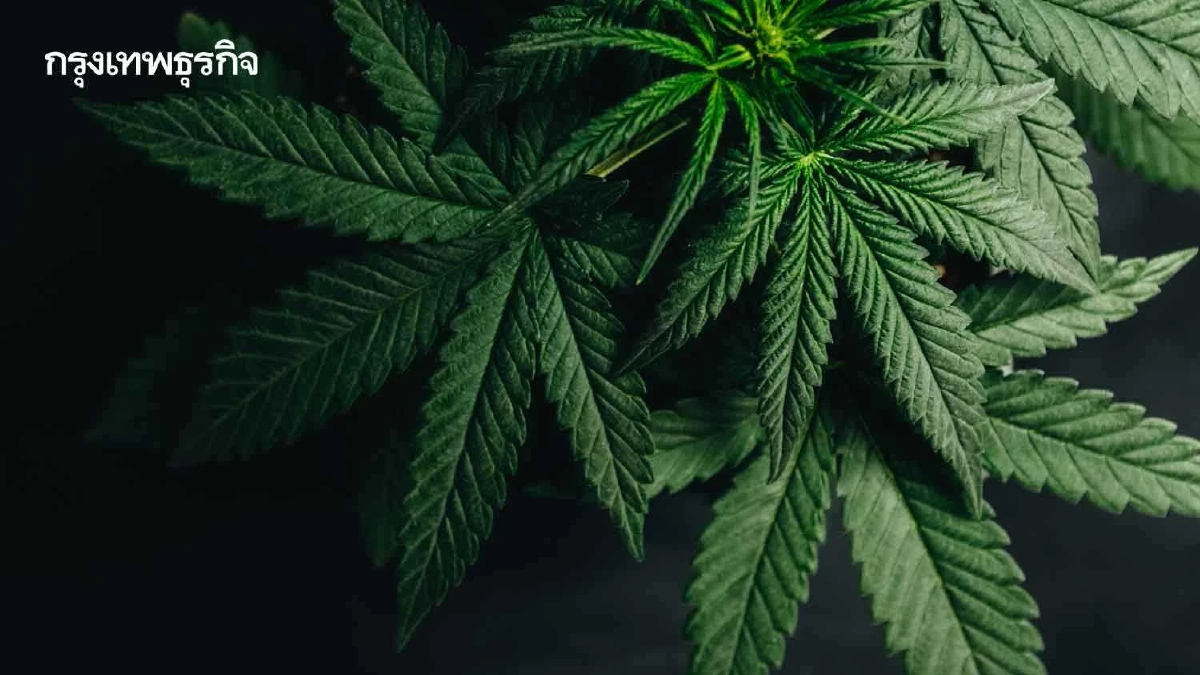 "กมธ.กัญชา"ถอยตัด"มาตรา3"ทิ้ง-ถกหนักคงสถานะยาเสพติดหรือไม่