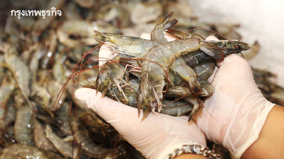 ผลผลิตกุ้ง ปี 65 วืดเป้าได้แค่ 2.8 แสนตัน เล็งร้องทุกพรรคการเมืองแก้ปัญหา