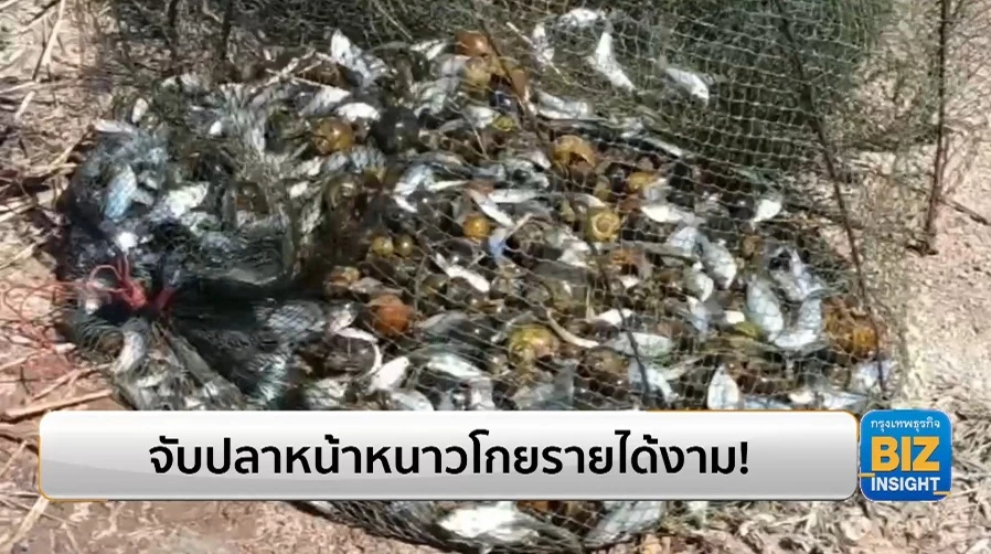 จับปลาหน้าหนาวโกยรายได้งาม! 50 กก./วัน