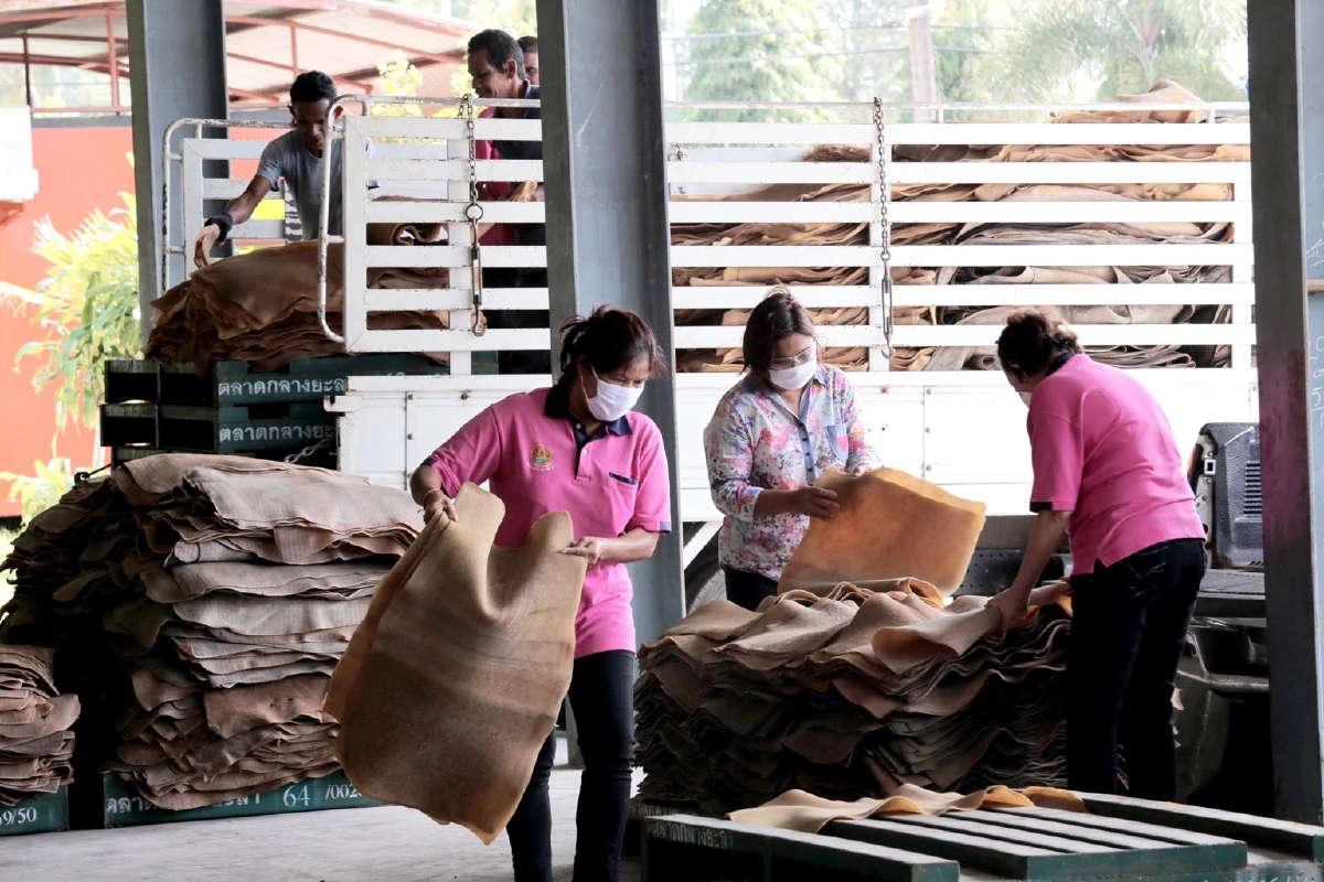 ราคายางพารา (การยางแห่งประเทศไทย) ประจำวันที่ 22 ธันวาคม 2565