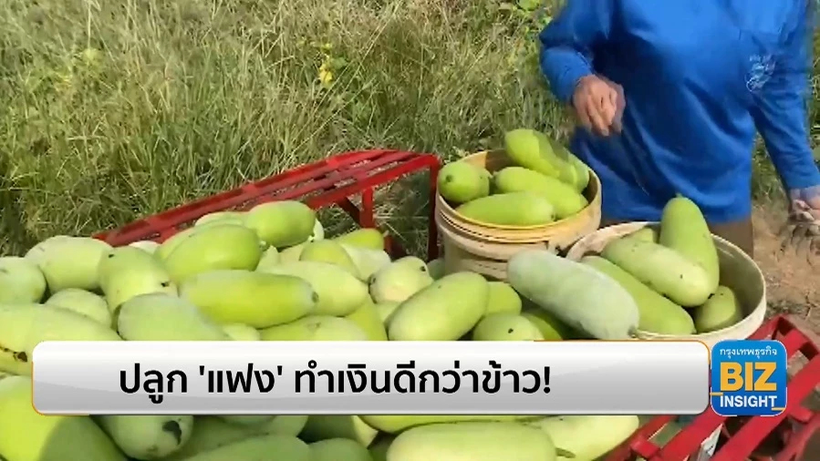 ปลูก 'แฟง' ทำเงินดีกว่าข้าว! เป็นที่ต้องการของตลาด