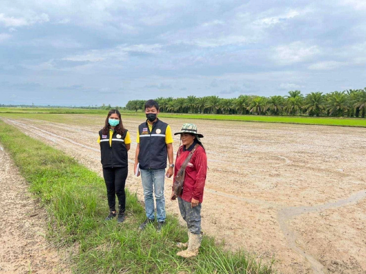 ติดตามคุณภาพเมล็ดพันธุ์หลังการจำหน่าย ข้าว กข79 ชั้นพันธุ์จำหน่ายฤดูแล้ง