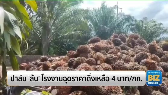 ปาล์ม ‘ล้น’ โรงงานฉุดราคาดิ่งเหลือ 4 บาท/กก.