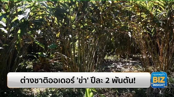 ต่างชาติออเดอร์ ‘ข่า’ ปีละ 2 พันตัน! ผลผลิตดีเกินคาด