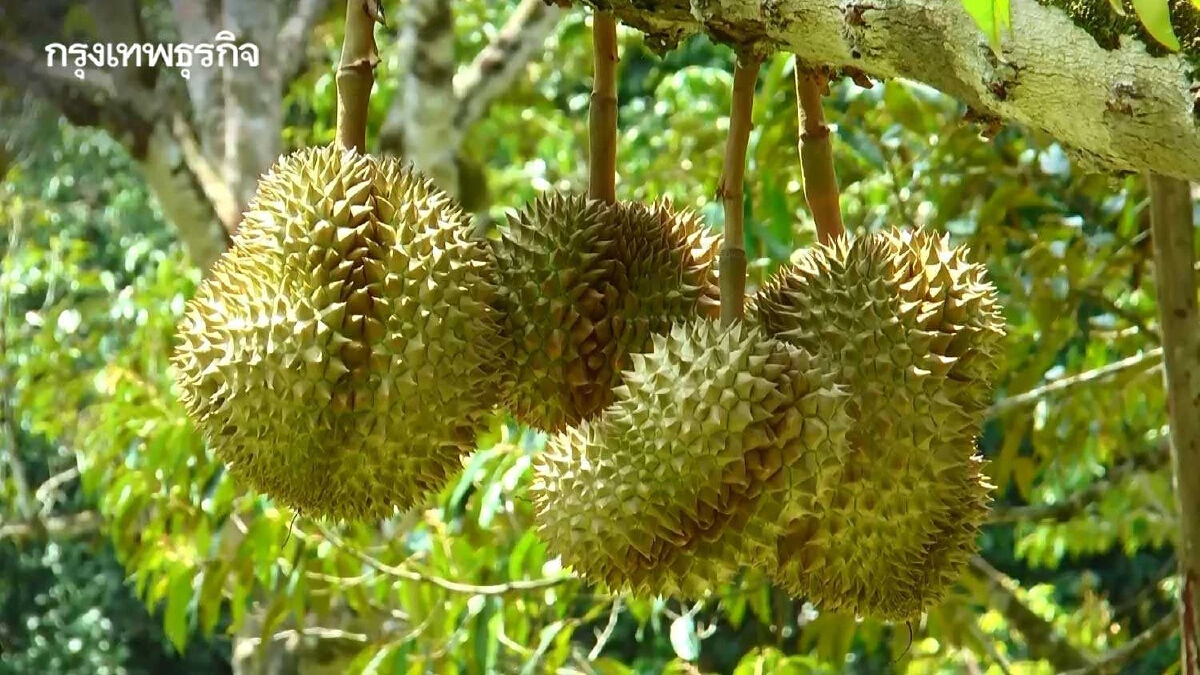 ประกาศวันเก็บเกี่ยวทุเรียนตะวันออก ป้องตัดทุเรียนอ่อน