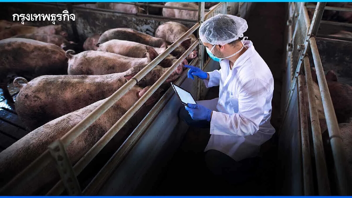 ผู้เลี้ยงหมู เฮลั่น กรมปศุสัตว์ ปราบหมูเถื่อนต่อเนื่อง
