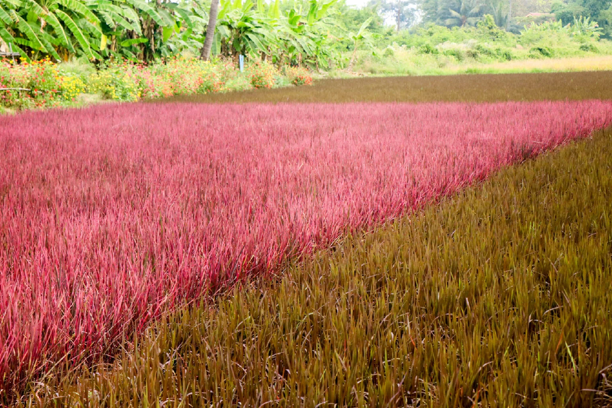 จุดเช็คอินสุดฟิน ถ่ายภาพกับนาข้าวสีชมพู พร้อมเปิดตัวพันธุ์ข้าวใหม่ ไวท์เบบี้