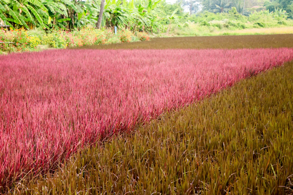 จุดเช็คอินสุดฟิน ถ่ายภาพกับนาข้าวสีชมพู พร้อมเปิดตัวพันธุ์ข้าวใหม่ ไวท์เบบี้