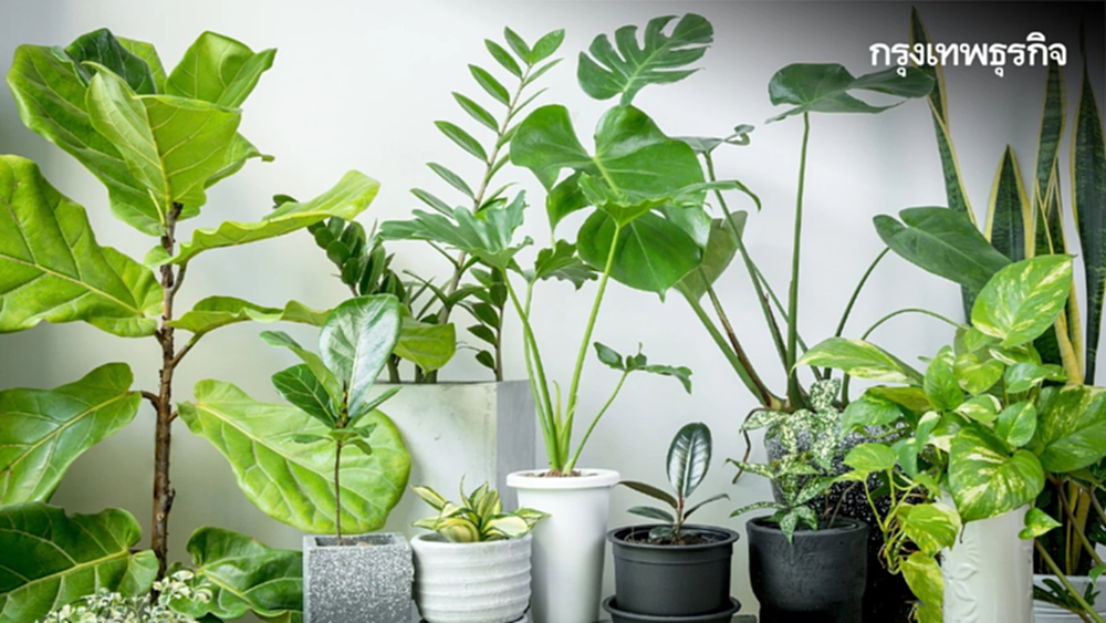 เช็กลิสต์ 26 พรรณไม้ ดูดซับฝุ่น PM2.5 และมลพิษทางอากาศ
