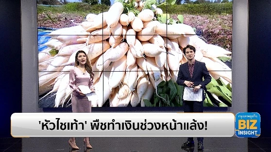 ‘หัวไชเท้า’ พืชทำเงินช่วงหน้าแล้ง! กว่า 3 หมื่นบาท