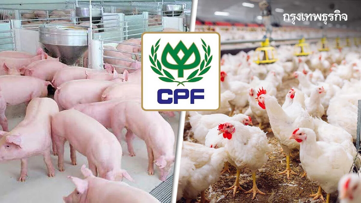 CPF เผชิญแรงกดดัน ราคาหมูไก่ขาลง-ต้นทุนพุ่ง