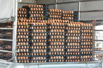 ส่งไข่ไก่ไทยไปไต้หวันล็อตแรกแล้ว3.25 แสนฟอง