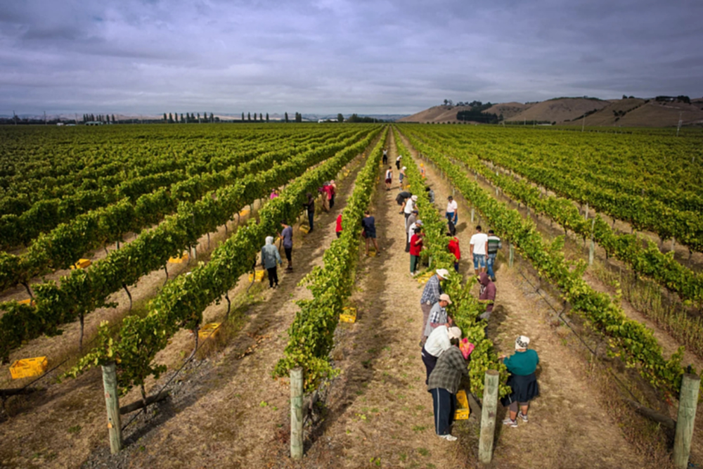 'เบบิช' ‘ไวน์นิวซีแลนด์’ โดยไวน์เมกเกอร์จาก 'โครเอเชีย'