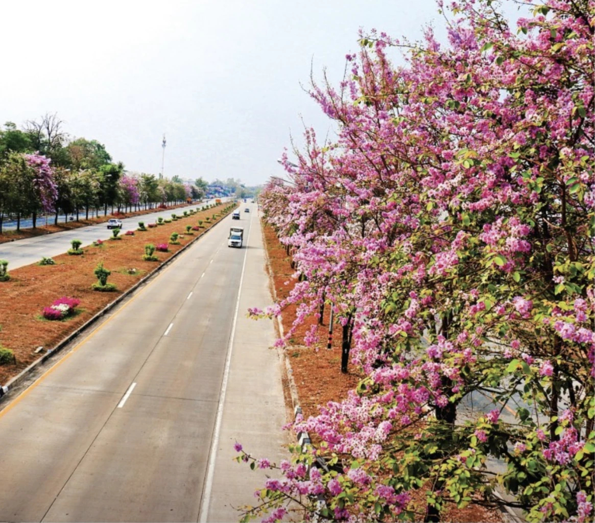 Photo & Story  ถนนสวยงามด้วยตะแบกงาม ส่งเสริมการท่องเที่ยว