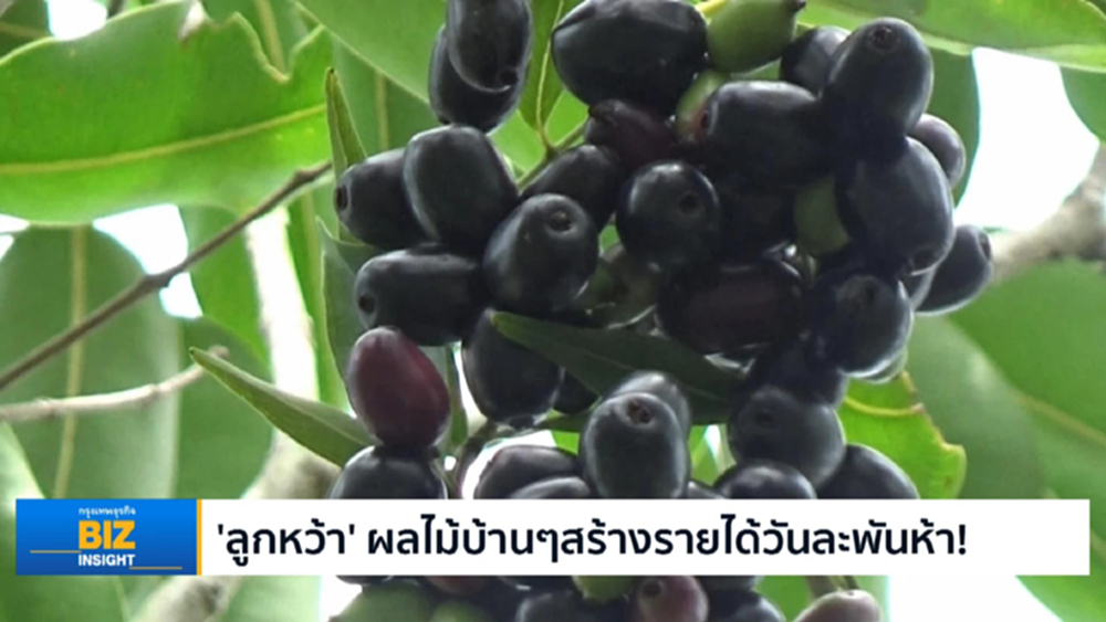 ‘ลูกหว้า’ ผลไม้บ้านๆสร้างรายได้วันละพันห้า!