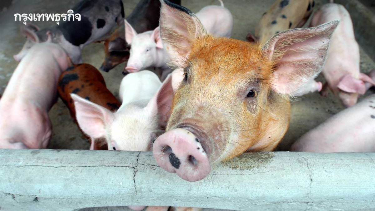 เกษตรกรผู้เลี้ยงหมูนัดรวมพล 9 พ.ค. ร้องรัฐปราบโกง-หมูเถื่อน