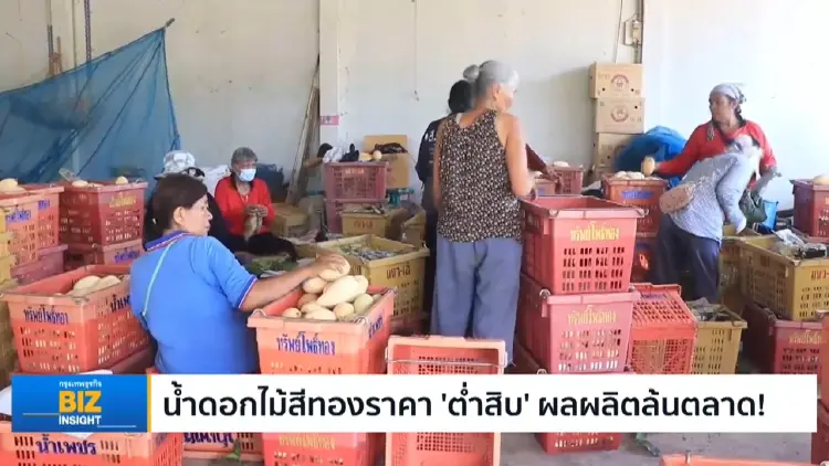 น้ำดอกไม้สีทองราคา ‘ต่ำสิบ’ ผลผลิตล้นตลาด!