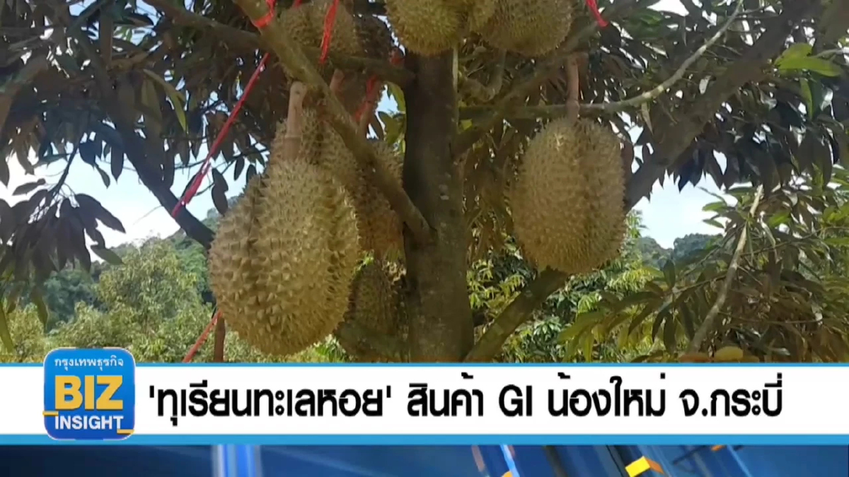 'ทุเรียนทะเลหอย' สินค้า GI น้องใหม่ จ.กระบี่