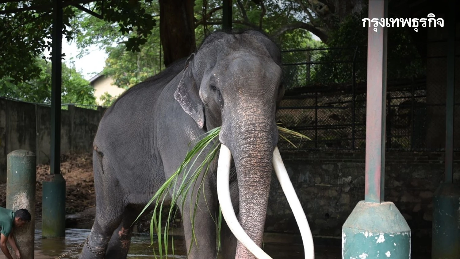 รอรับช้างไทย ‘พลายศักดิ์สุรินทร์’ กลับประเทศไทย 2 ก.ค.นี้