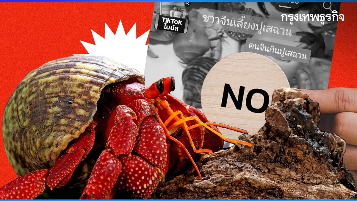 ‘ปูเสฉวน’ ไม่ใช่สัตว์เลี้ยง! เปิดเหตุผลทำไม ไม่ควรนำมาเลี้ยงที่บ้าน ?