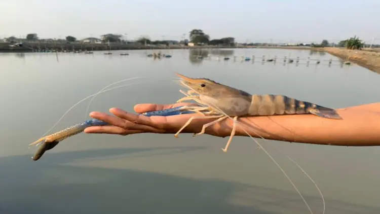 ‘กุ้งก้ามกรามบางแพ’ ราชบุรี ขึ้นทะเบียน GI โกยเงินสู่ชุมชน 2.5 พันล้าน