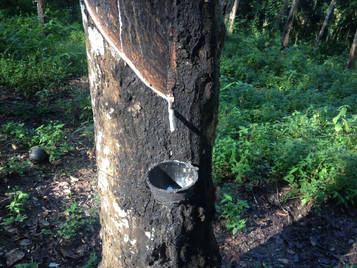 ยางแผ่นดิบ (สงขลา) 45.80 ลบ -0.46 บาท ยางแผ่นรมควัน (สงขลา) 47.43 ลบ -0.02 บาท