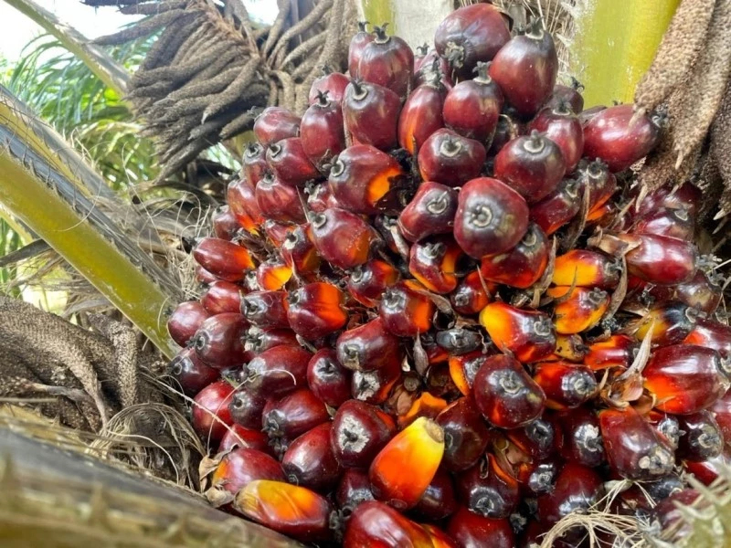 กรมวิชาการเกษตร ถอดบทเรียนจากสวนปาล์มสู่ความ “ยั่งยืน”