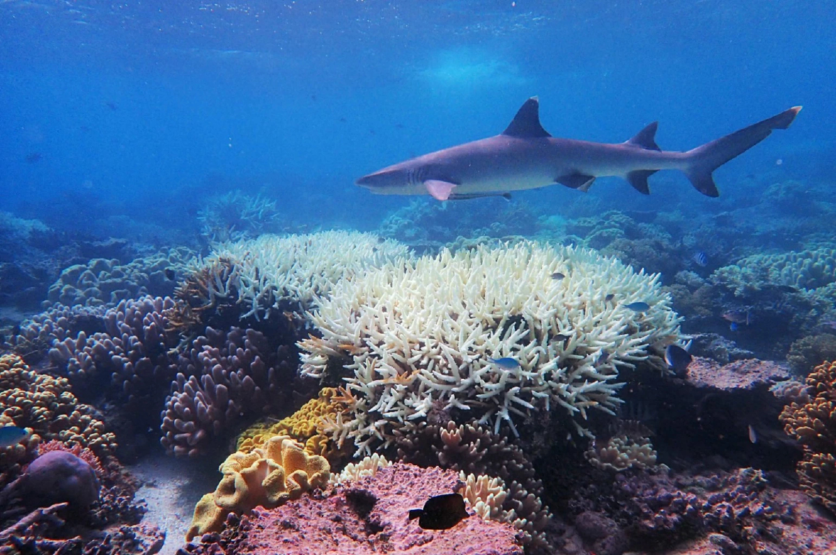 ออสเตรเลียเฮ! แนวปะการังหลุดรายชื่อบัญชีมรดกโลกที่ตกอยู่ในอันตราย