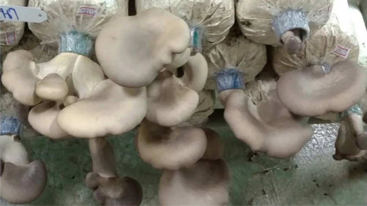 นวัตกรรมเห็ดสายพันธุ์ใหม่ของกรมวิชาการเกษตร