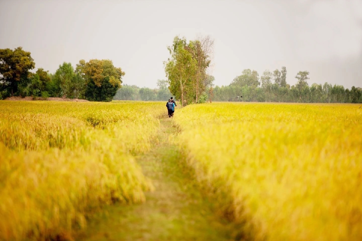 Photo & Story  คุณค่าข้าวไทยในรูปแบบ  สิ่งบ่งชี้ทางภูมิศาสตร์ (GI)
