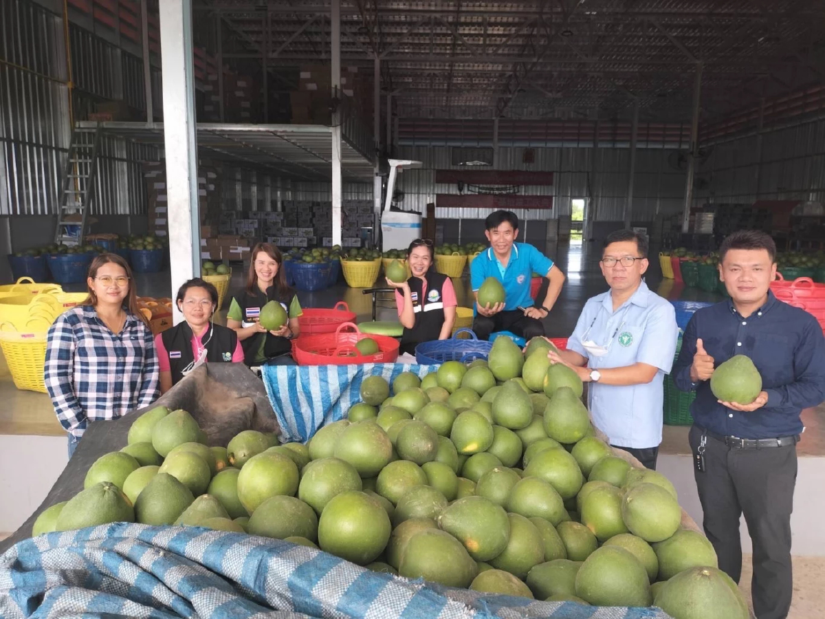 กรมวิชาการเกษตร หนุนเทคโนโลยี ผลิต“ส้มโอ” มาตรฐาน GAP