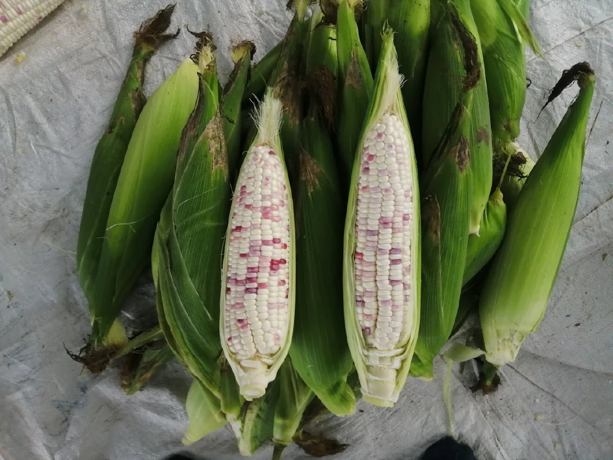 กรมวิชาการเกษตร พัฒนาเครื่องหมายสนิปส์จากยีน Dull คัดเลือกพันธุ์ “ข้าวโพดข้าวเหนียว” อย่างแม่นยำ