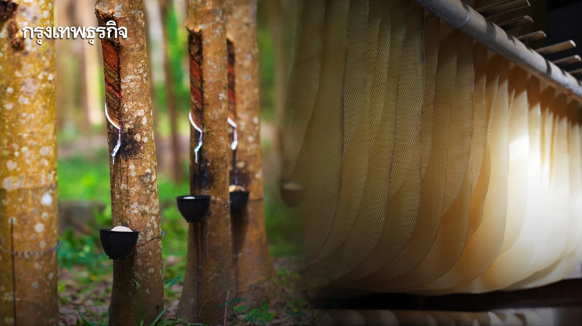 ยางพาราไทยสูงกว่าเพื่อนบ้านกิโลกรัมละ 10บาท จูงใจลักลอบนำเข้า