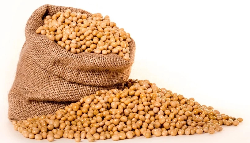 จี้รัฐนำเข้า 'กากถั่ว' แก้วิกฤติอาหารสัตว์