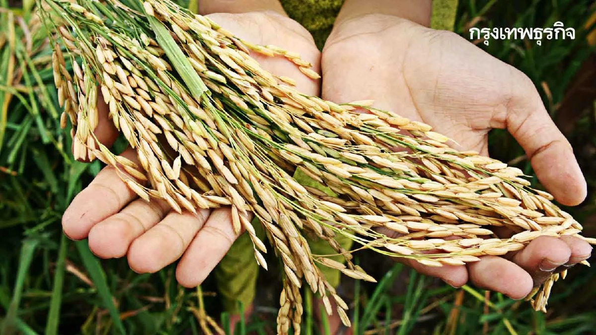 “สมาคมชาวนา”ยันแลก7 ข้อเสนอรัฐ ยกเลิกแผนช่วยปลูกข้าวไร่ละ1,000