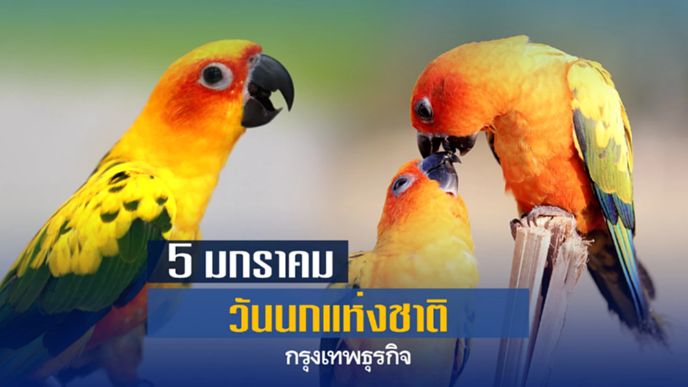 5 มกราคม วันนกแห่งชาติ ร่วมกันสร้างความตระหนักรู้ปัญหาการลดลงของประชากรนก