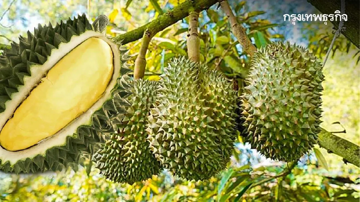 ทุเรียนไทยผวา 'คู่แข่ง' แย่งตลาด ฟังมุมมอง วุฒิชัย คุณเจตน์