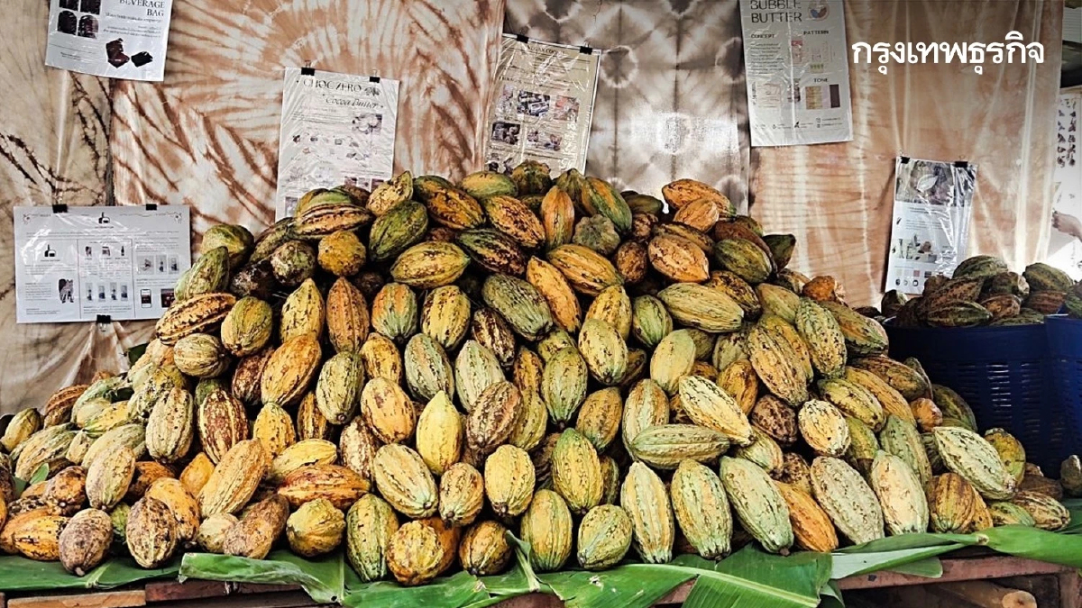 'ดีพร้อม' ดันโกโก้ไทยสู่ 'โกโก้ฮับ' หนุนสระแก้วสู่โกโก้ฮับภาคตะวันออก