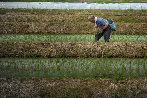 รายงานราคาข้าวขายส่งตลาดกรุงเทพฯ (สมาคมโรงสีข้าวไทย) วันที่ 5 กุมภาพันธ์ 2567