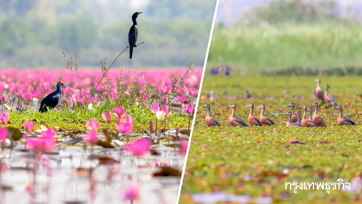 สำรวจประชากร นกน้ำ หนองหานกุมภวาปี บินว่อนทะเลบัวแดง 21 ชนิด