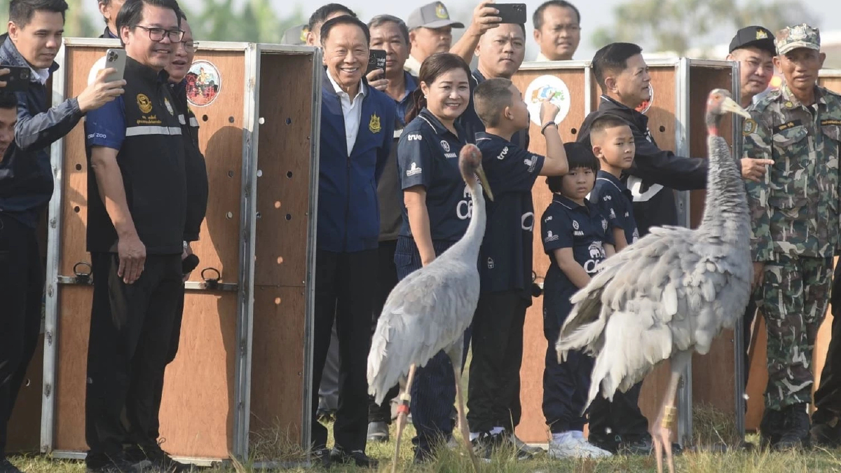 พัชรวาท ร่วมปล่อย ‘นกกระเรียน’ คืนธรรมชาติ ชู จุดขายท่องเที่ยว ชุมชนมีรายได้